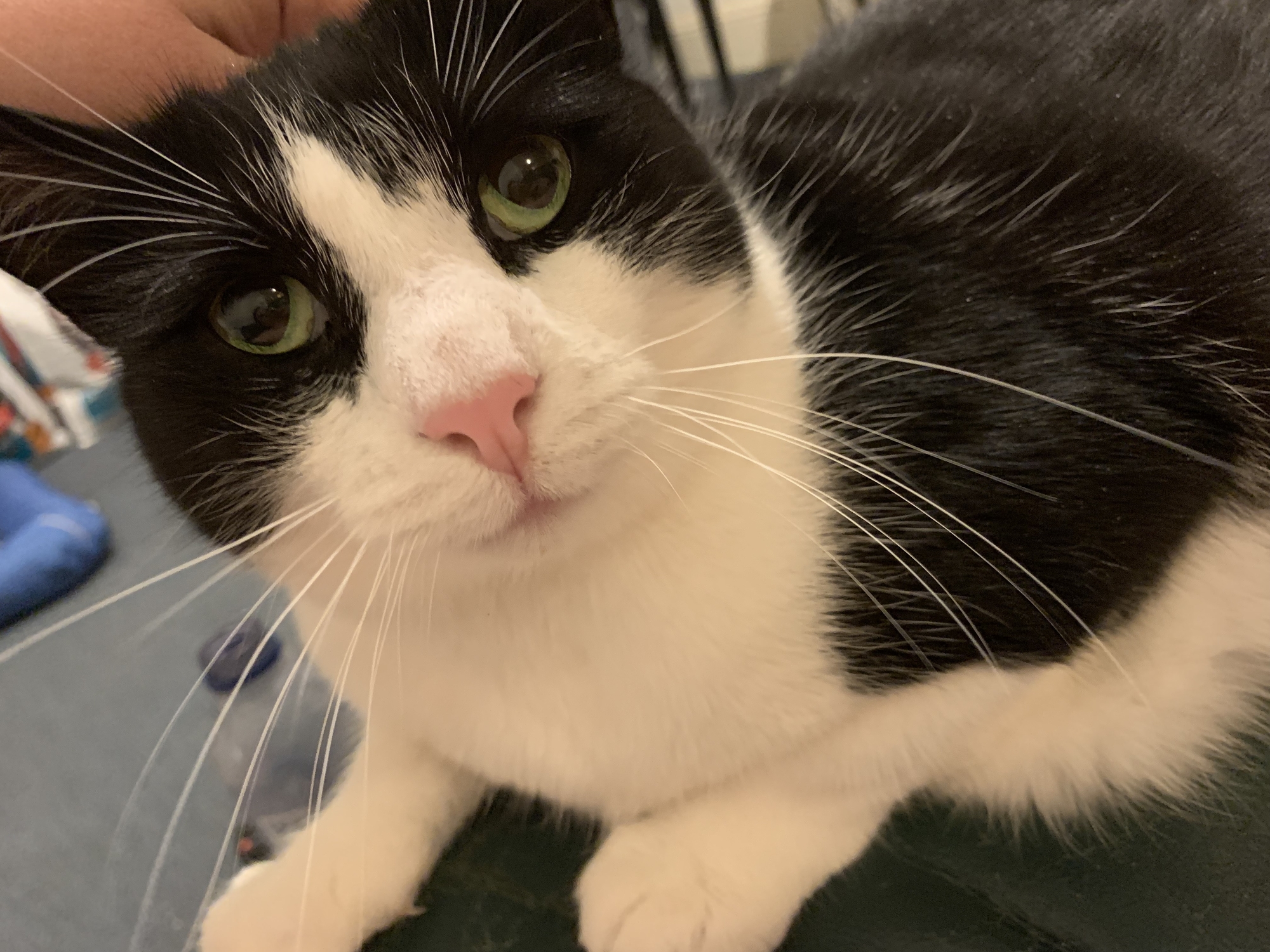 Black and white cat with green eyes looking into the camera