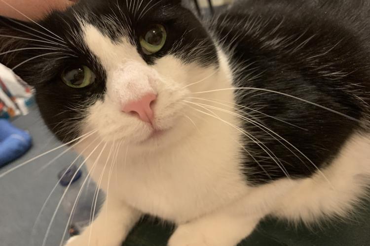 Black and white cat with green eyes looking into the camera